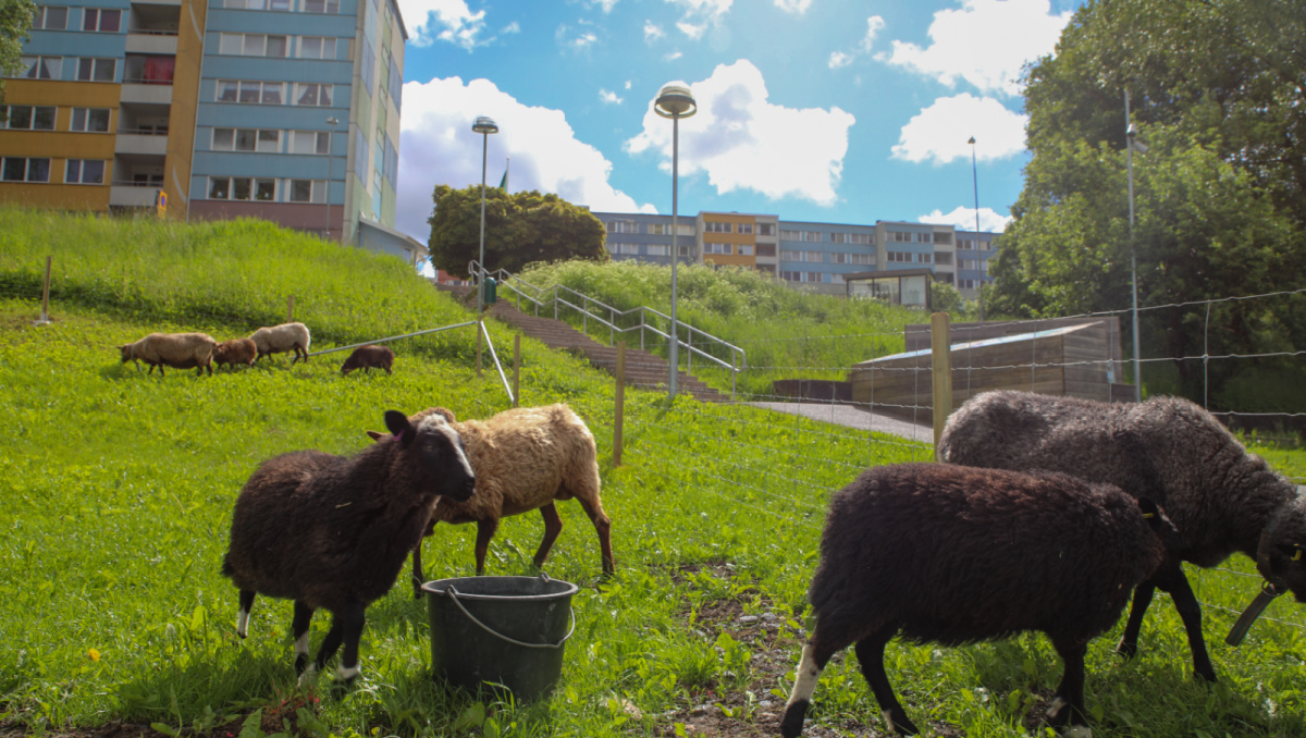 Familjebostäder tar in får i bostadsområdet – ersätter gräsklippare